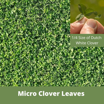 Micro Clover Seed