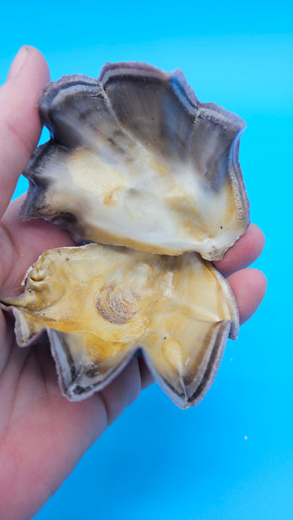 Mini Cockscomb (Zigzag) Oyster – Lopha cristagalli 2.7"