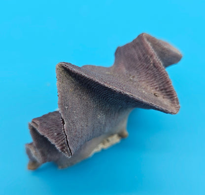 Mini Cockscomb (Zigzag) Oyster – Lopha cristagalli 2.7"