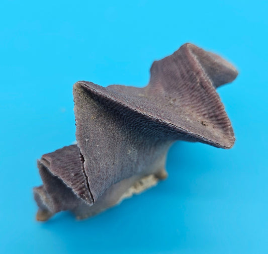 Mini Cockscomb (Zigzag) Oyster – Lopha cristagalli 2.7"