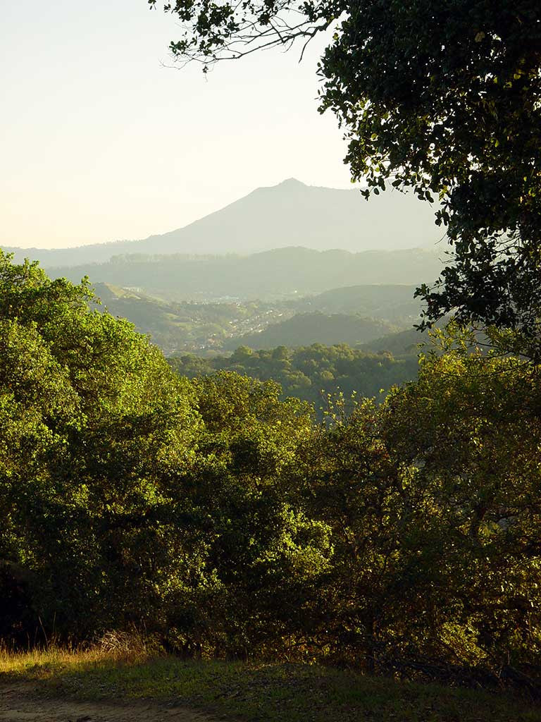 Mt. Tam