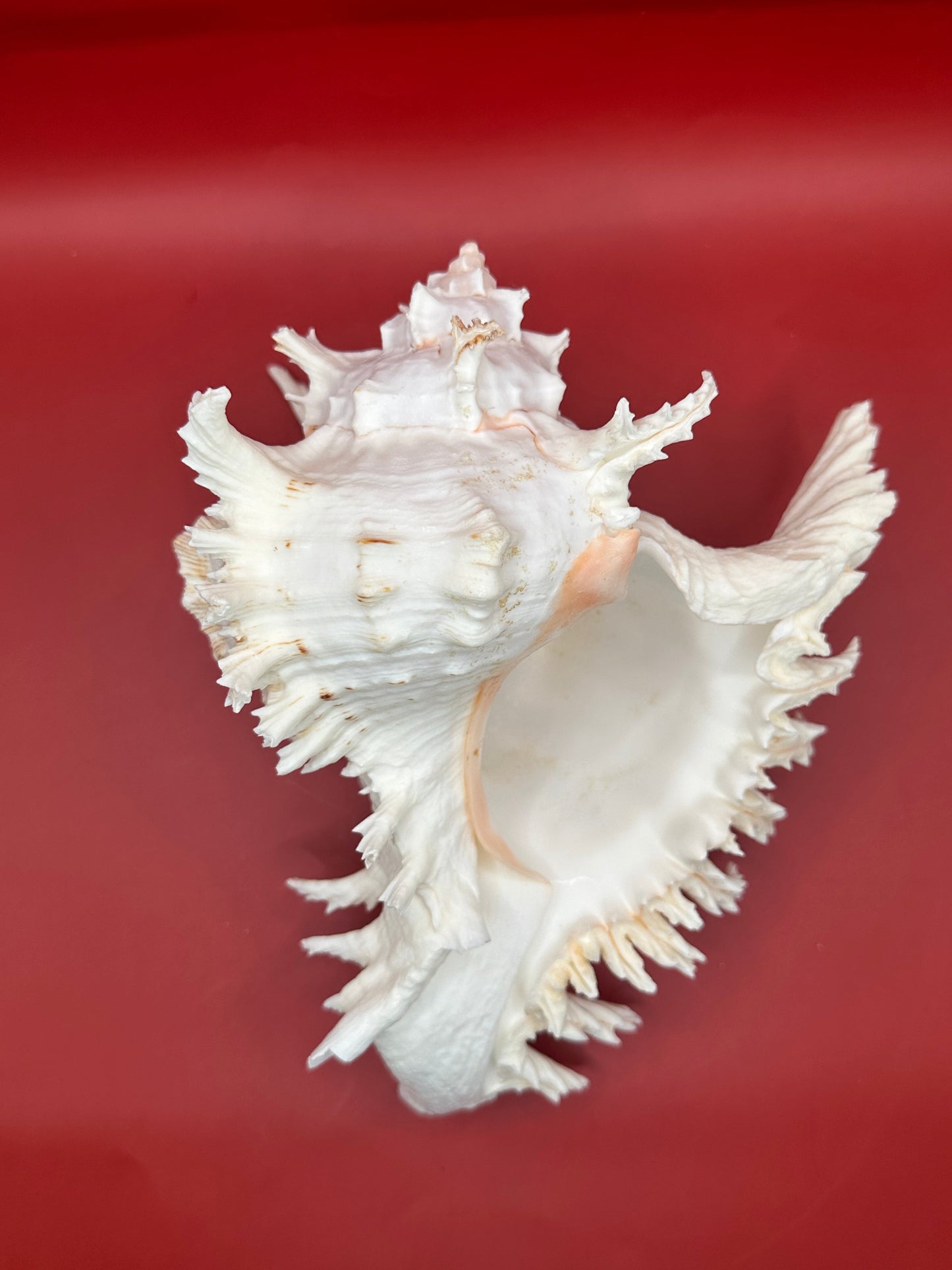 Large Murex Ramosus Display Shell - Chicoreus ramosus Pink & White Coastal Decor 9.5"