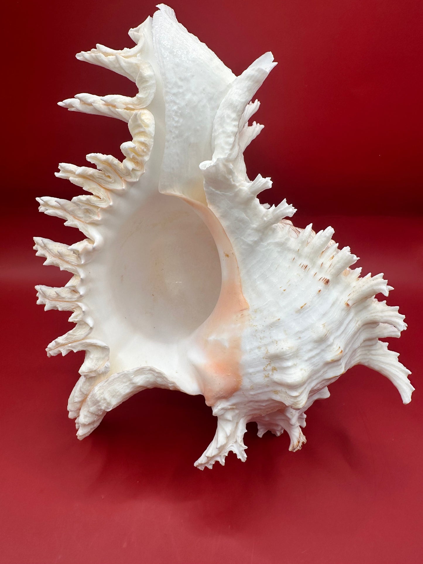 Large Murex Ramosus Display Shell - Chicoreus ramosus Pink & White Coastal Decor 9.5"