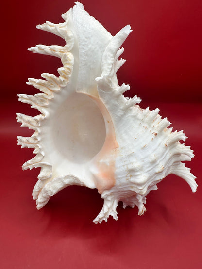 Large Murex Ramosus Display Shell - Chicoreus ramosus Pink & White Coastal Decor 9.5"