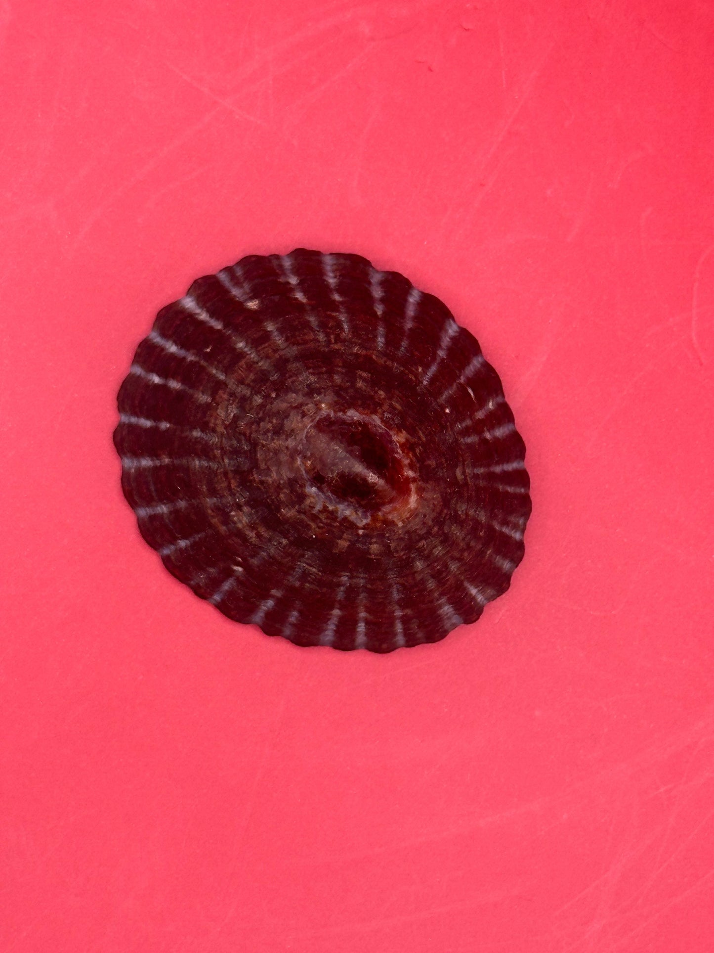 Extra Large Nacella magellanica Limpet Display Shell – Documented Specimen from Argentina