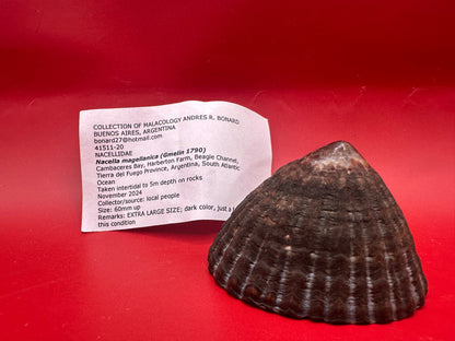 Extra Large Nacella magellanica Limpet Display Shell – Documented Specimen from Argentina