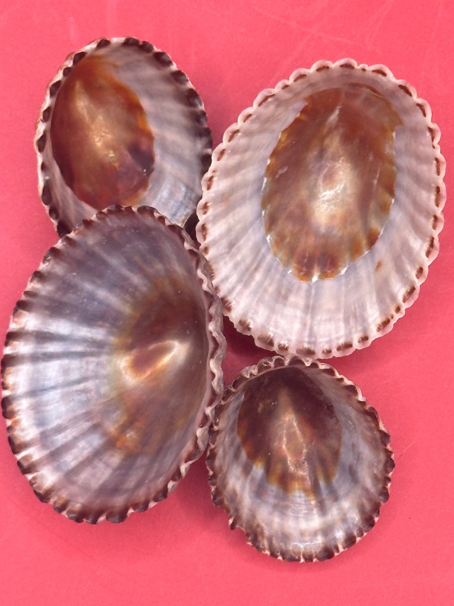 Set of 4 Nacella magellanica Limpet Display Shells – Documented Coastal Specimens from Argentina