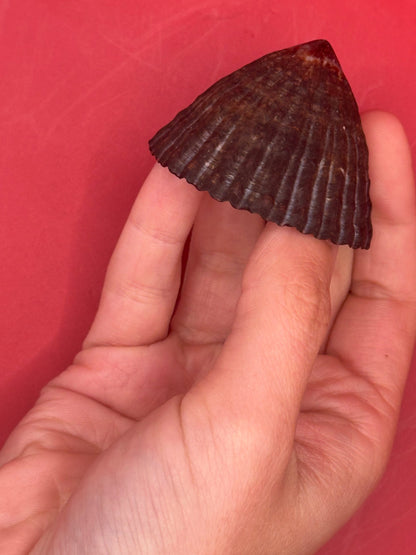 Extra Large Nacella magellanica Limpet Display Shell – Documented Specimen from Argentina