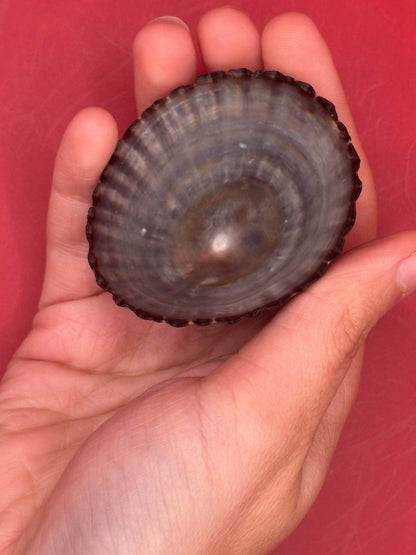 Extra Large Nacella magellanica Limpet Display Shell – Documented Specimen from Argentina