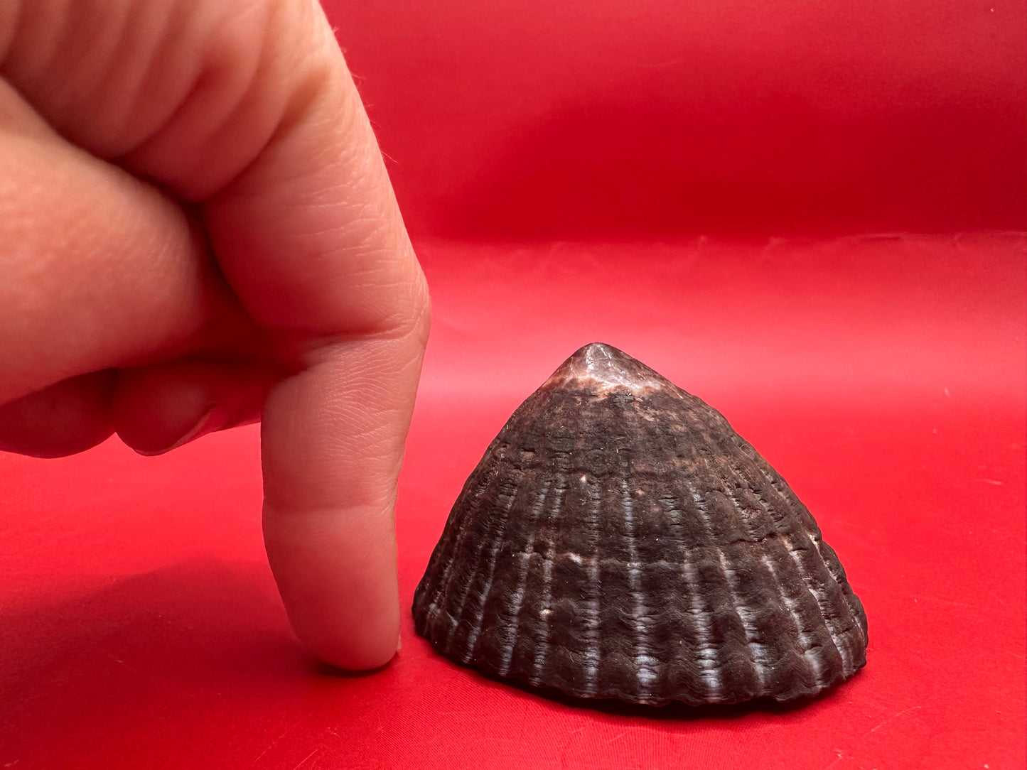 Extra Large Nacella magellanica Limpet Display Shell – Documented Specimen from Argentina