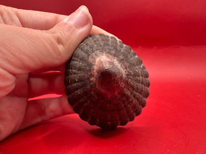 Extra Large Nacella magellanica Limpet Display Shell – Documented Specimen from Argentina