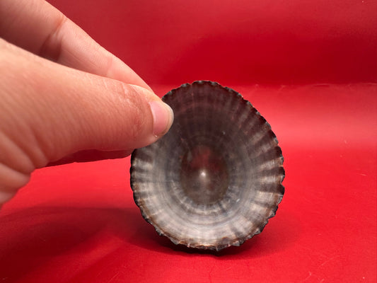 Extra Large Nacella magellanica Limpet Display Shell – Documented Specimen from Argentina