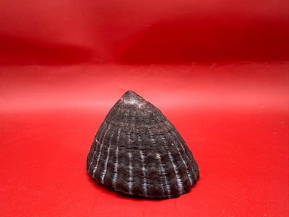 Extra Large Nacella magellanica Limpet Display Shell – Documented Specimen from Argentina