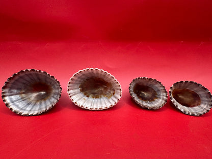 Set of 4 Nacella magellanica Limpet Display Shells – Documented Coastal Specimens from Argentina
