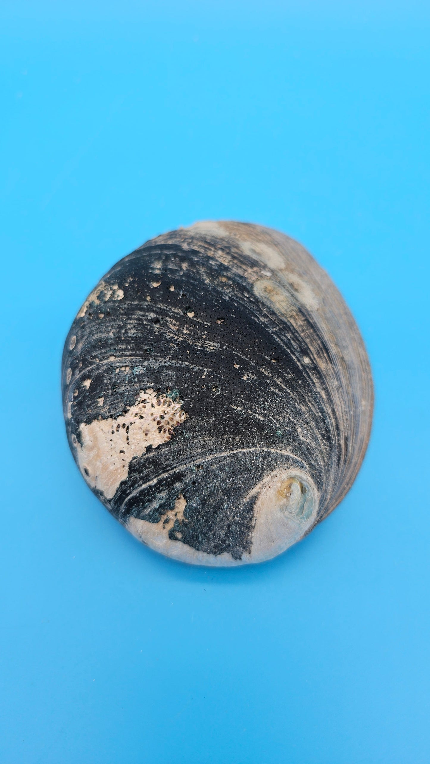 Black Abalone Shell Display – Haliotis cracherodii 4.5