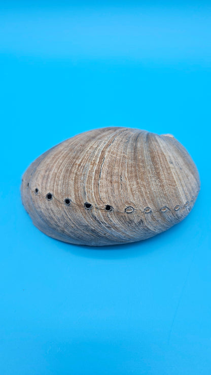 Black Abalone Shell Display – Haliotis cracherodii 5.1"