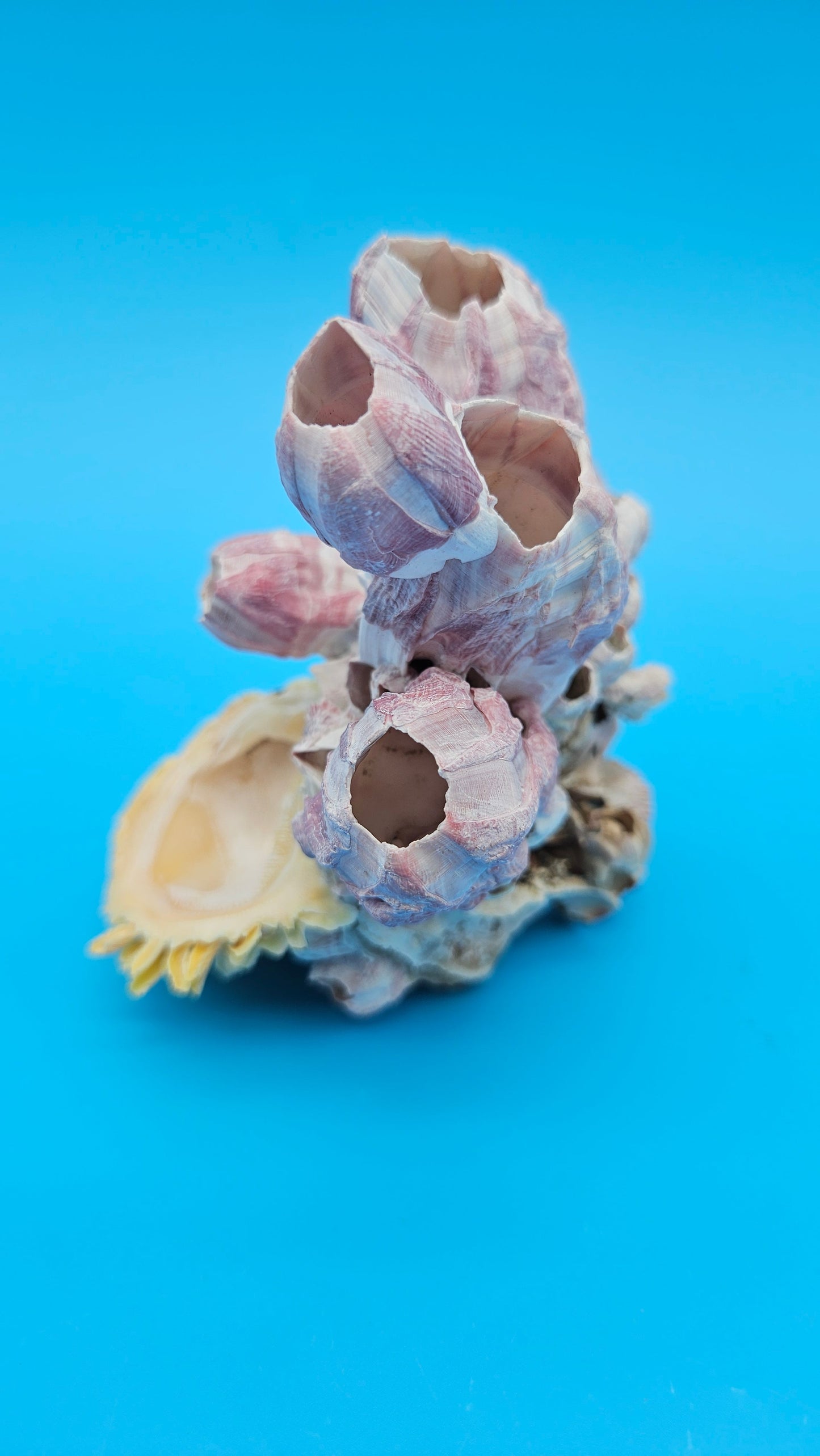 Barnacle with Scallop Display Shell – Premium Coastal Home Decor Specimen
