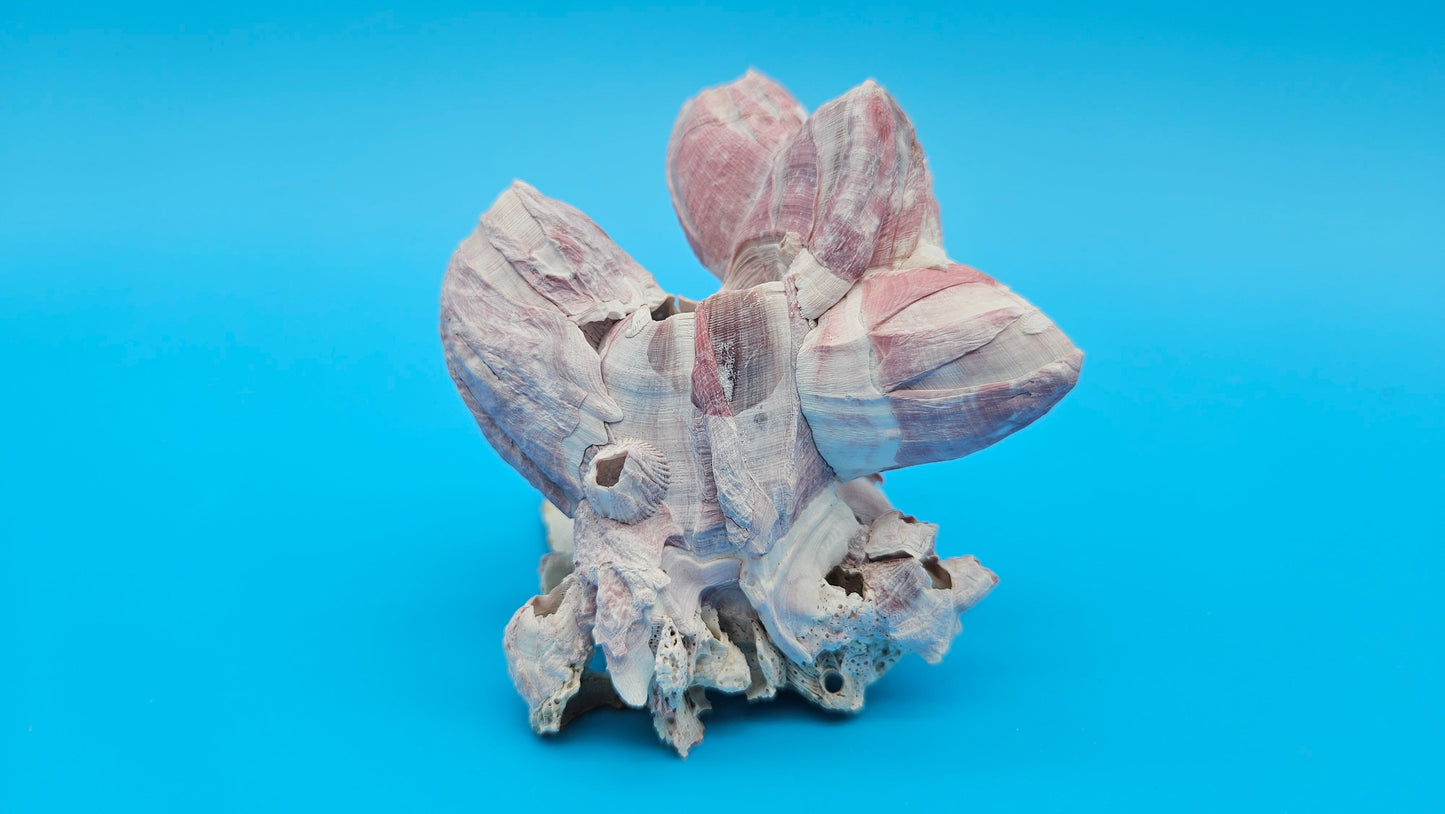 Barnacle Bloom with Scallop Display – Small Coastal Decor Specimen