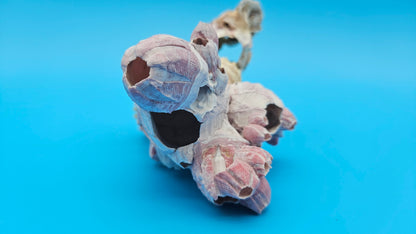 Barnacle with Jewel Box Shell Display – Premium Coastal Decor Specimen 5x3x3.5