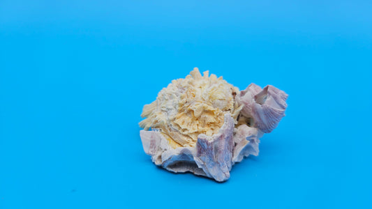 Barnacle with Jewel Box Shell Display – Premium Coastal Decor Specimen 2x1.8x1