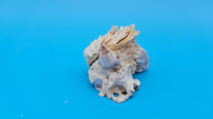 Barnacle with Jewel Box Shell Display – Premium Coastal Decor Specimen 3x2x1.5