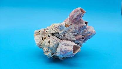 Barnacle with Jewel Box Shell Display – Premium Coastal Decor Specimen 4x2.5x3