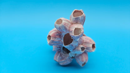 Barnacle with Scallop Display Shell – Premium Coastal Home Decor Specimen