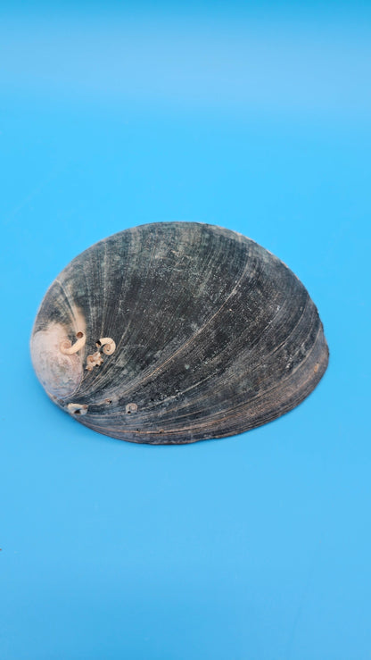 Black Abalone Shell Display – Haliotis cracherodii 4.6"