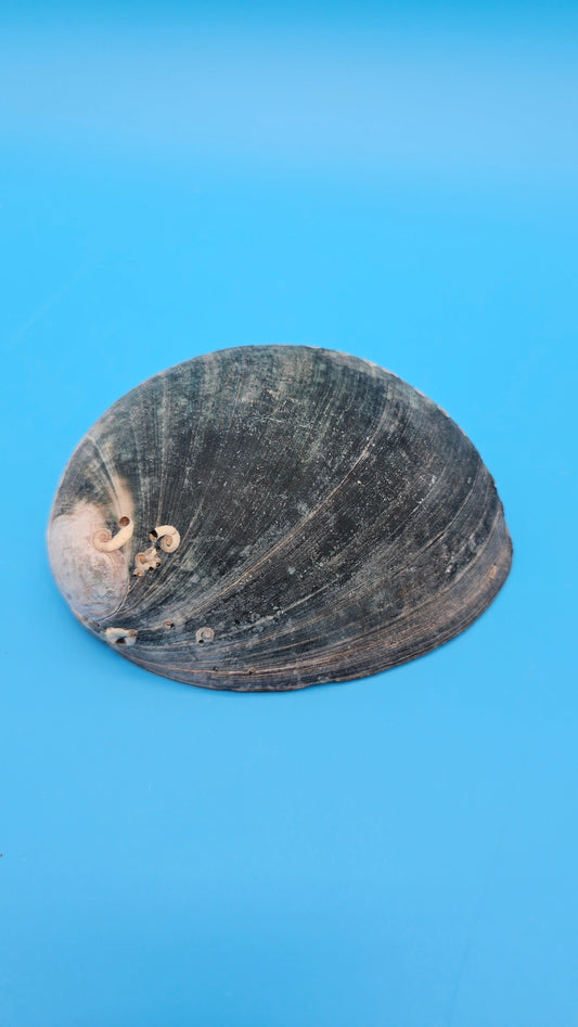 Black Abalone Shell Display – Haliotis cracherodii 4.6"