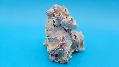 Barnacle Bloom with Scallop Display – Coastal Home Decor Specimen Small