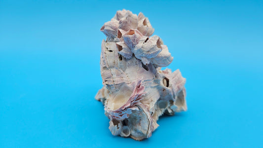 Barnacle Bloom with Scallop Display – Coastal Home Decor Specimen Small