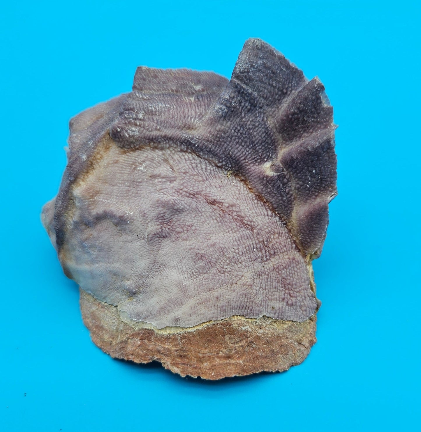 Small Cockscomb (Zigzag) Oyster – Lopha cristagalli