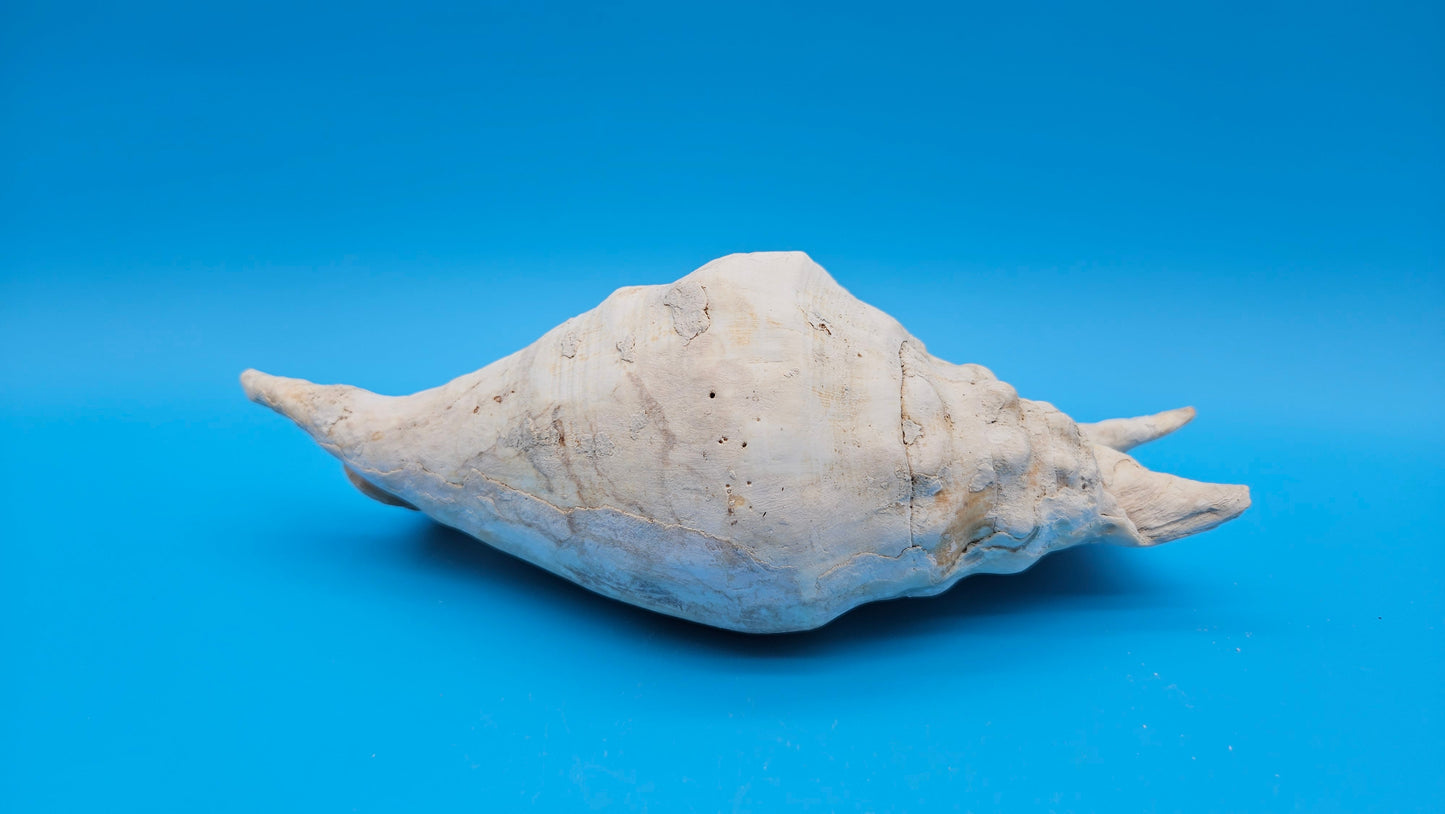 White Lambis Truncata Shell (Lambis truncata) – 10"