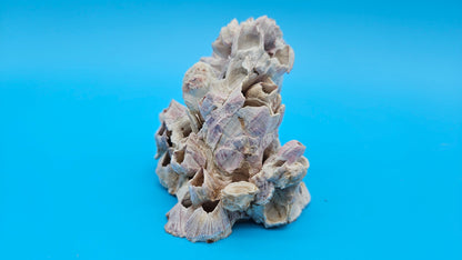 Barnacle Bloom with Scallop Display – Coastal Home Decor Specimen Small