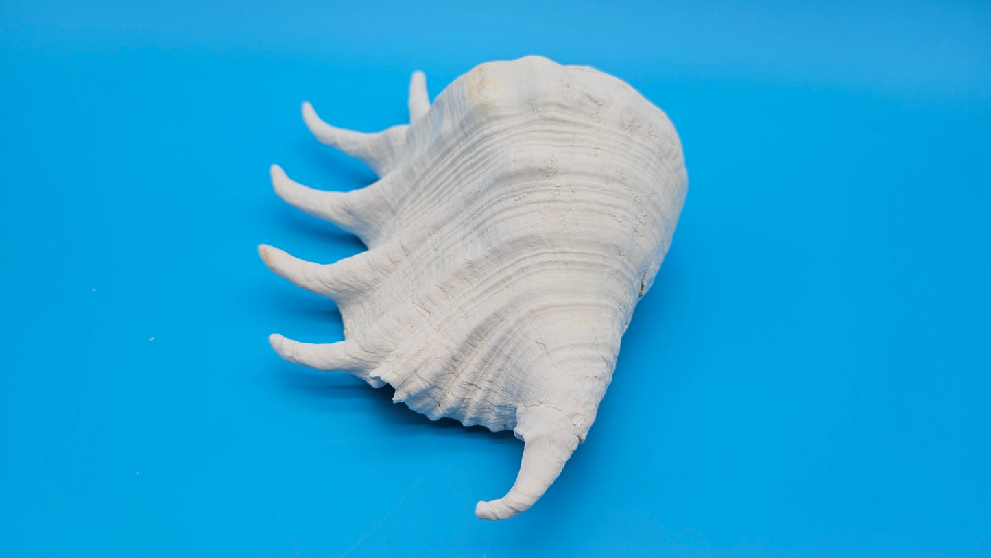 White Lambis Truncata Shell (Lambis truncata) – 11"