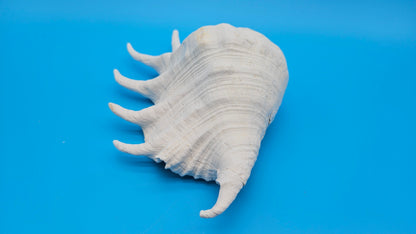 White Lambis Truncata Shell (Lambis truncata) – 11"