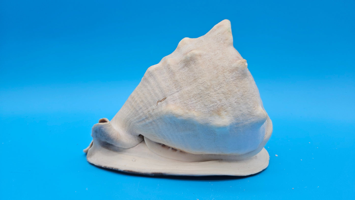 Large Queen Helmet Shell Cassis madagascariensis  – 7.1"