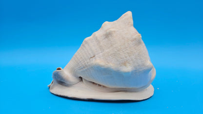 Large Queen Helmet Shell Cassis madagascariensis  – 7.1"