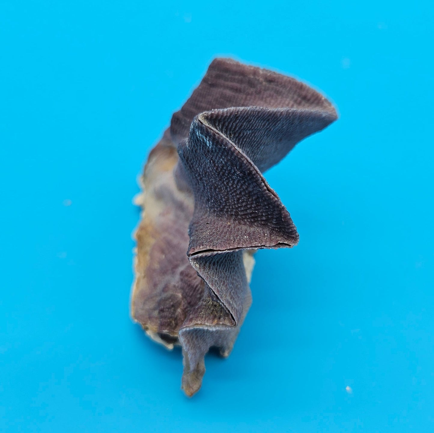 Mini Cockscomb (Zigzag) Oyster – Lopha cristagalli 2.7"