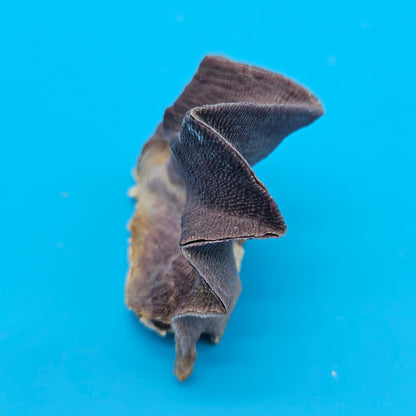 Mini Cockscomb (Zigzag) Oyster – Lopha cristagalli 2.7"