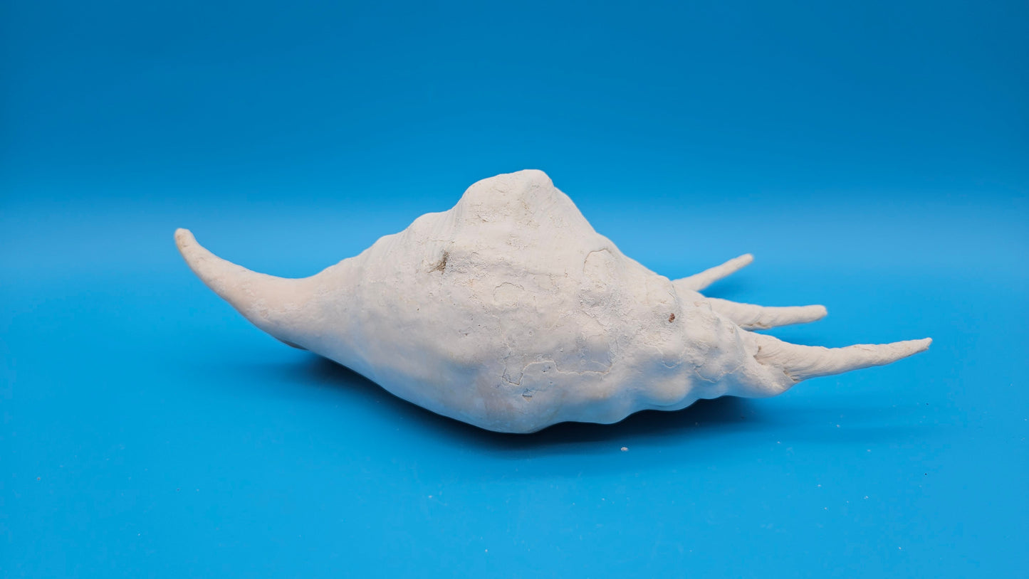 White Lambis Truncata Shell (Lambis truncata) – 11.75"