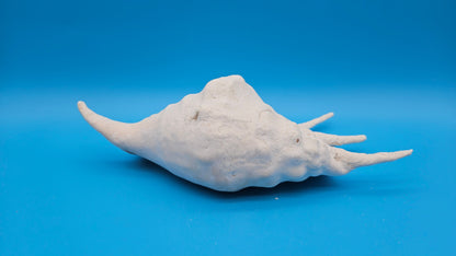 White Lambis Truncata Shell (Lambis truncata) – 11.75"