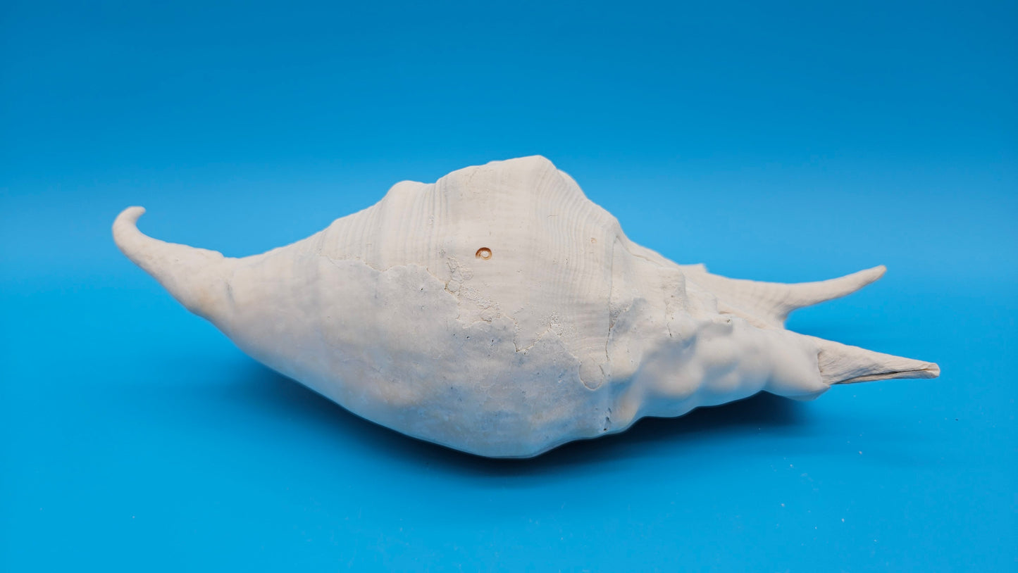 White Lambis Truncata Shell (Lambis truncata) – 11"