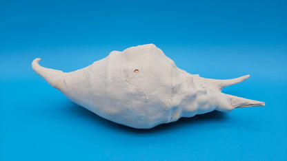 White Lambis Truncata Shell (Lambis truncata) – 11"