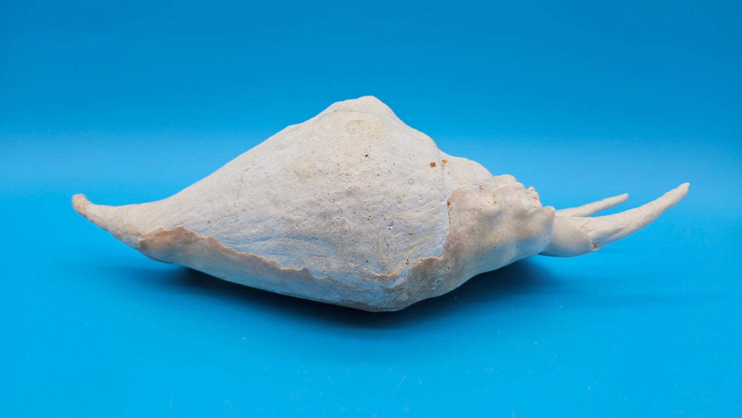 White Lambis Truncata Shell (Lambis truncata) – 12.75"