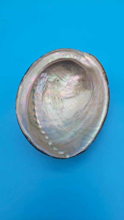 Black Abalone Shell Display – Haliotis cracherodii 4.3"