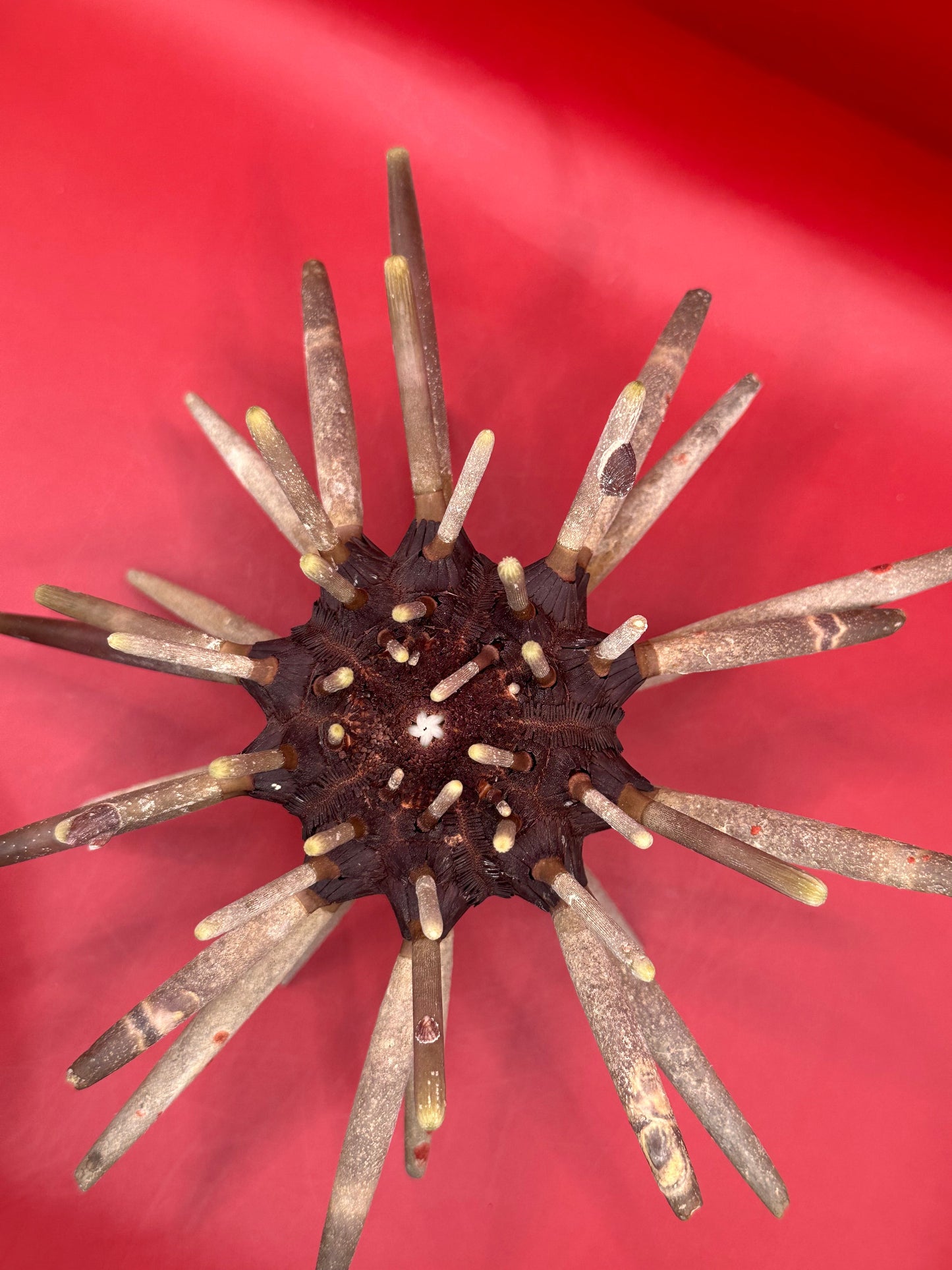 Club Urchin with Spines – Phyllacanthus parvispinus, 9"