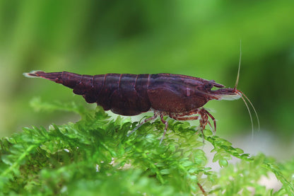 Chocolate Shrimp (Pack of 6)