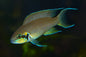 Brichardi cichlid (Neolamprologus brichardi) 2"