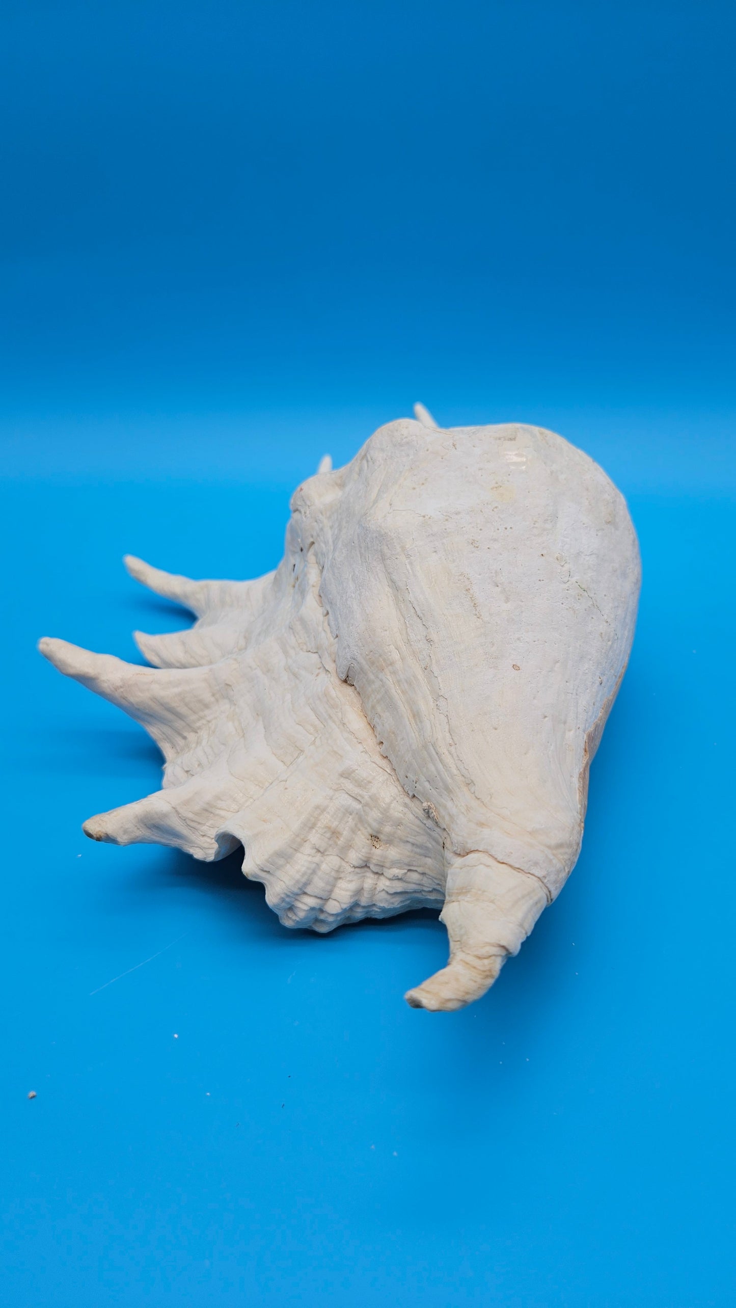 White Lambis Truncata Shell (Lambis truncata) – 12.75"